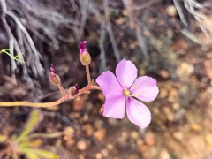 Drosera hilaris