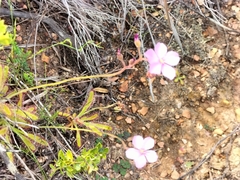 Drosera hilaris