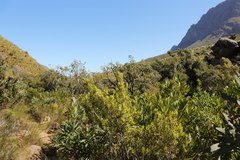 Diospyros glabra
