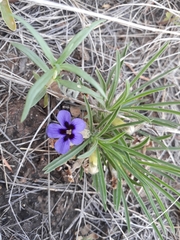 Aptosimum procumbens