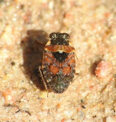 Ochterus