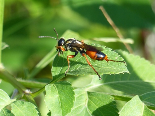 Sphex dorsalis