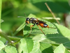 Sphex dorsalis