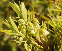Diospyros glabra
