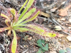 Drosera hilaris