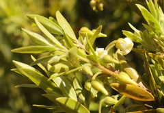 Diospyros glabra