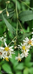 Aster taiwanensis
