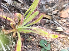 Drosera hilaris