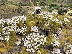 Brunia noduliflora