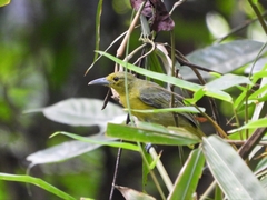 Aegithina lafresnayei