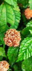 Lecanthus peduncularis