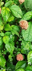 Lecanthus peduncularis