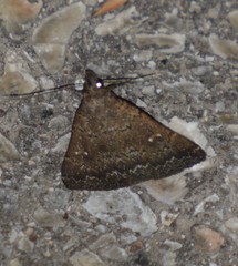 Hypenula cacuminalis