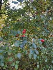 Crataegus laevigata