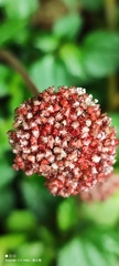 Lecanthus peduncularis