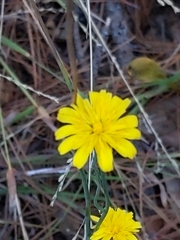 Crepis capillaris