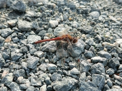 Sympetrum vulgatum