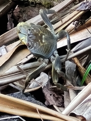 Geograpsus crinipes