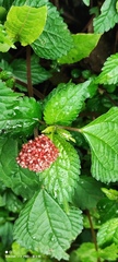 Lecanthus peduncularis