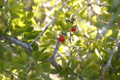 Lycium ferocissimum