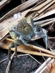 Geograpsus crinipes