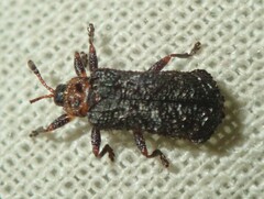 Octotoma scabripennis