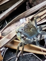 Geograpsus crinipes