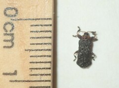 Octotoma scabripennis