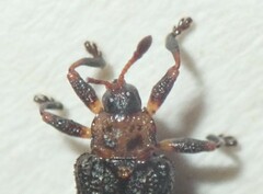 Octotoma scabripennis