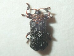 Octotoma scabripennis