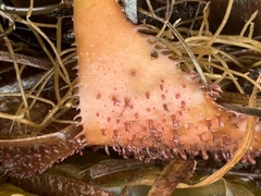 Chondracanthus