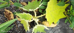 Leptostemonum