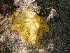 Fuligo septica