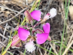 Polygala bracteolata