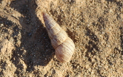 Cochlicella acuta