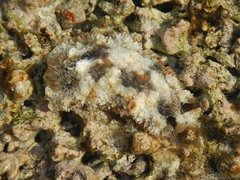 Dendrodoris tuberculosa