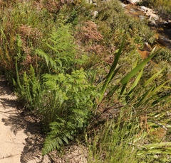 Pteridium aquilinum capense