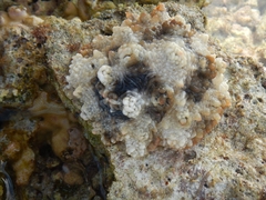 Dendrodoris tuberculosa