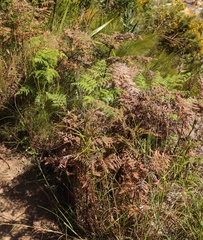 Pteridium aquilinum capense