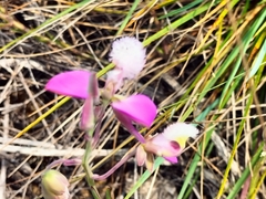 Polygala bracteolata