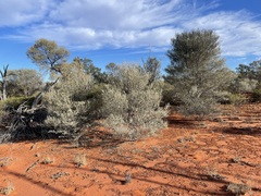 Acacia aneura