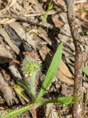 Plantago bellardii