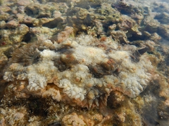 Dendrodoris tuberculosa