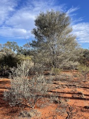 Acacia aneura