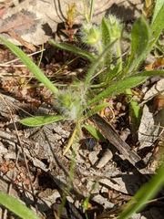 Plantago bellardii