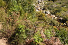 Pteridium aquilinum capense