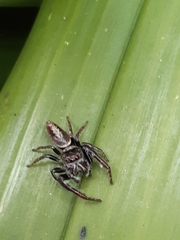 Opisthoncus polyphemus