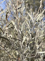 Acacia aneura