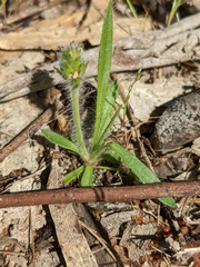 Plantago bellardii