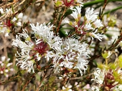 Agathosma bifida